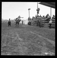 Tom Wilson on Bull #13