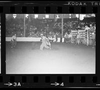 John Routh Bull fighting with Bull #6