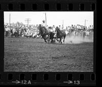 Ben Bates Steer wrestling