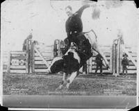 Frank Sharp riding a wild steer, Montreal Stampede 1926