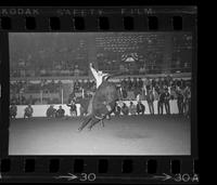 George Schmid on Bull #28
