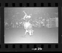 Bill Gatrell coming off a bull