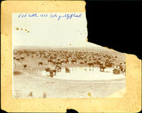 V V N Ranch 1898 (Note quality of herd)