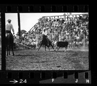 J.T. Fischer riding Cutting horse Vegas Boy, owned by Walt Gardner