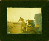 [Cowboy attaching or unattaching rope from left rear leg of horse in corral]