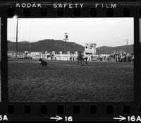 Larry Hume Calf roping, 11.4 Sec