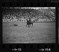 Kelly Corbin Steer roping