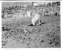 [Boy laying on ground with Brahma bull resting on legs]