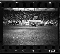 Tom Anderson Steer wrestling