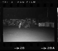 Unidentified rodeo clown Bull fighting