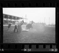 Leighton Fields onm Bull #8