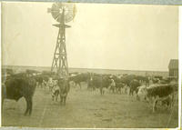 [Cattle around windmill]