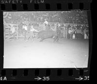 Clowns Bull fighting with Bull #126
