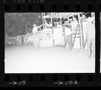 Jim Gillum on Bull #16