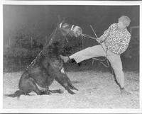 [Rodeo clown wrestling with his mule]