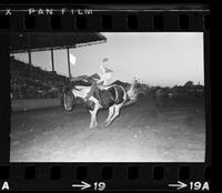 Keith Pommer on Saddle Tramp