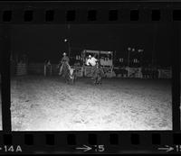 Cotton Sloan Steer wrestling