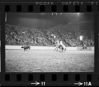 Don Meter Calf roping, 16.5 Sec