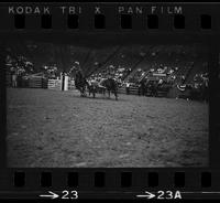 Tex Martin Steer wrestling