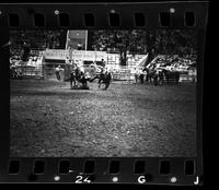 Terry Fairington Steer wrestling