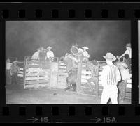 Steve Orme on Saddle bronc #206