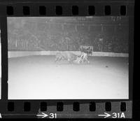 [Unknown Rodeo Clown Bull fighting]