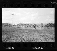 Linus Thornton Calf roping, 11.8 sec