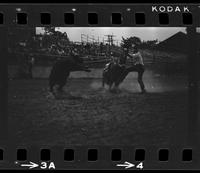 Ted Smalley Calf roping