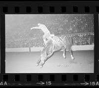 Unidentified Saddle bronc rider