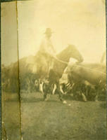 [Cowboy on horseback roping in front of cattle herd]
