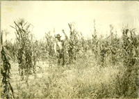 [Cowboy Standing in Corn field with left arm raised]
