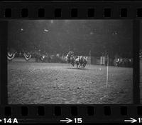 Jim Houston Steer wrestling