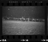 Dicky Flowers Steer wrestling