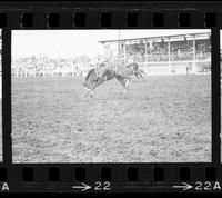 Wayne Harris on Pretty Boy amateur saddle bronc riding