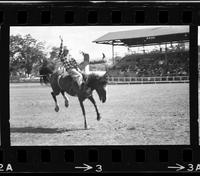 Ted Varyo on Gentleman Jim