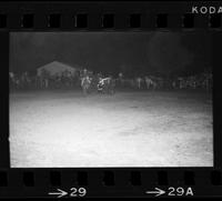 Denny Campbell Steer wrestling