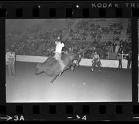 John Quintana on Bull #43
