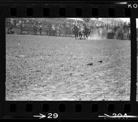 Ben Bates Steer wrestling