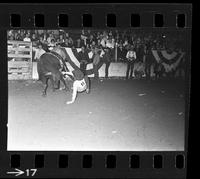 [Unknown Bull riders}