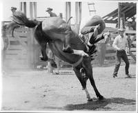 And the judge wrote "0' at the J.E. Ranch Rodeo Waverly, N.Y.