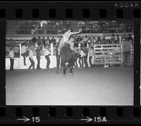 Jack Frank on Bull #107