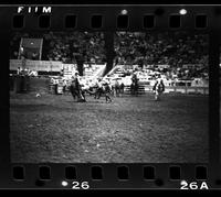 Duane Fields Steer wrestling