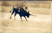 Paddy Ryan Bulldogging Tex Austins Rodeo, Yankee Stadium, New York