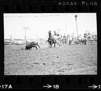 Mel Potter Calf roping