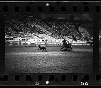 Buddy Kid Calf roping