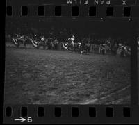 [Unknown Steer wrestlers]