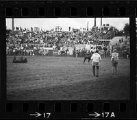 Tom Bergiven Steer roping