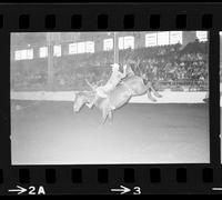Frank Rhodes on Miss Ozark