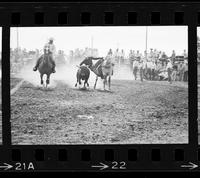 J. Himes Steer wrestling