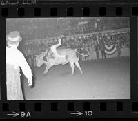 Pat Prater on Bull #181